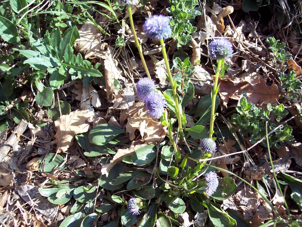 Escursione sul M.te Barro  del 5/4/2008